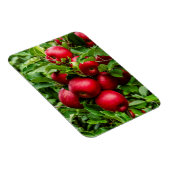 Helle rote Äpfel Magnet (Rechte Seite)