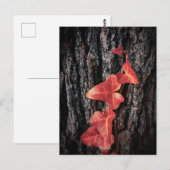 Helle rote Efeu auf Baumrinde Postkarte (Vorne/Hinten)
