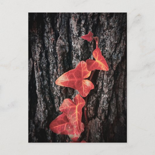 Helle rote Efeu auf Baumrinde Postkarte (Vorderseite)