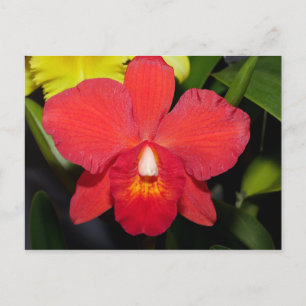 Helle Rote Orchidee Postkarte
