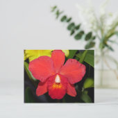 Helle Rote Orchidee Postkarte (Stehend Vorderseite)