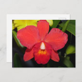 Helle Rote Orchidee Postkarte (Vorne/Hinten)
