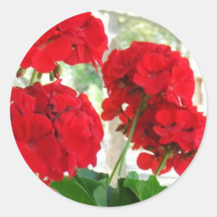 Helle rote Pelargonie-Aufkleber-großes Runder Aufkleber