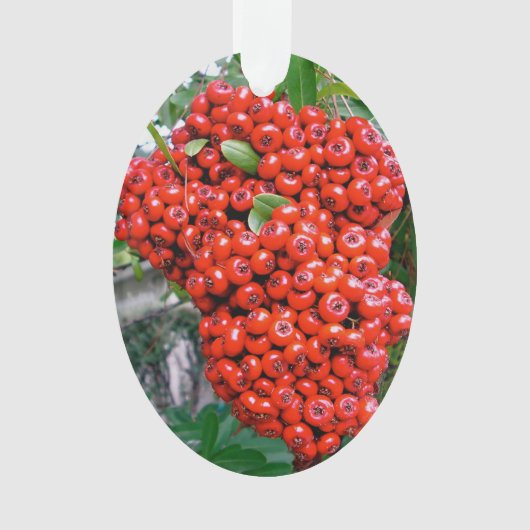 Helle Rote Pyracantha Berge Ornament (Vorderseite)