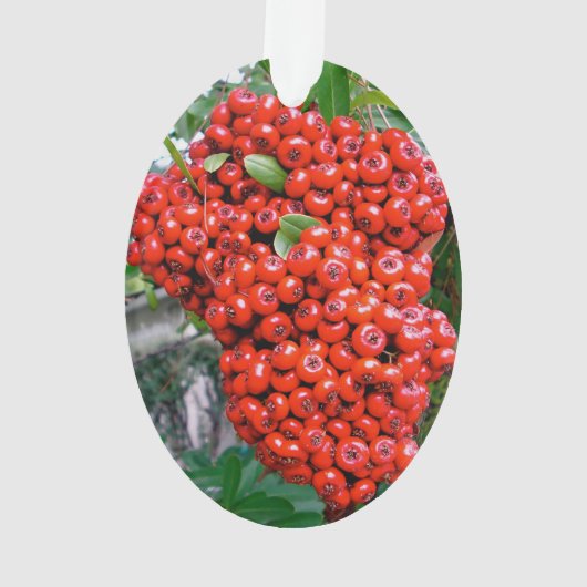 Helle Rote Pyracantha Berge Ornament (Rückseite)