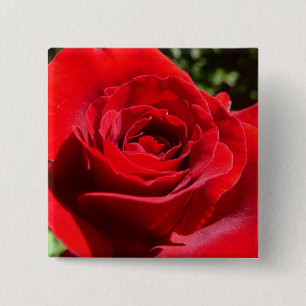 Helle Rote Rose Blume Schöne Blumenpracht Button
