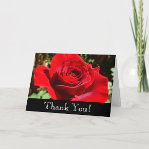 Helle Rote Rose Blume Schöne Blumenpracht Dankeskarte