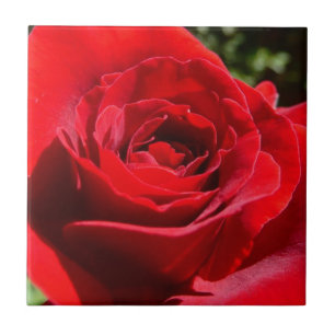 Helle Rote Rose Blume Schöne Blumenpracht Fliese