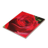 Helle Rote Rose Blume Schöne Blumenpracht Fliese (Seite)