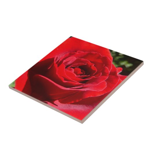 Helle Rote Rose Blume Schöne Blumenpracht Fliese (Seite)