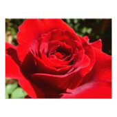 Helle Rote Rose Blume Schöne Blumenpracht Fotodruck (Vorne)