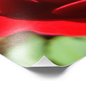 Helle Rote Rose Blume Schöne Blumenpracht Fotodruck (Ecke)