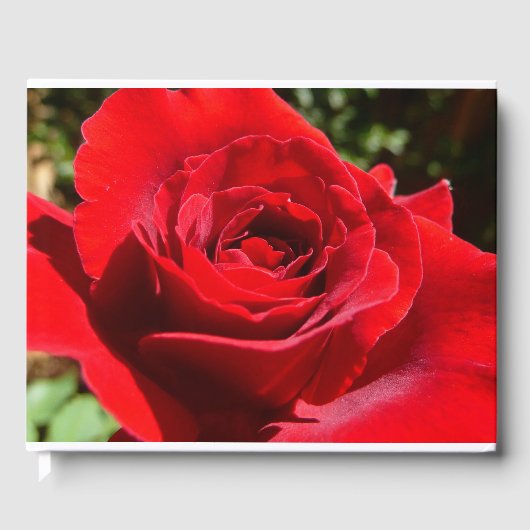 Helle Rote Rose Blume Schöne Blumenpracht Gästebuch (Vorderseite)