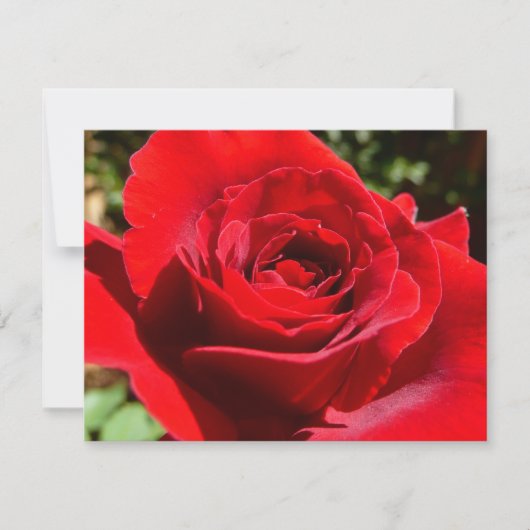 Helle Rote Rose Blume Schöne Blumenpracht Karte (Vorderseite)