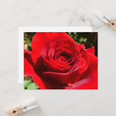 Helle Rote Rose Blume Schöne Blumenpracht Karte (Vorderseite/Rückseite Beispiel)
