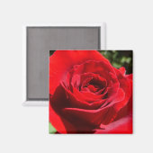 Helle Rote Rose Blume Schöne Blumenpracht Magnet (Vorderseite/Rückseite)