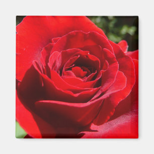 Helle Rote Rose Blume Schöne Blumenpracht Magnet