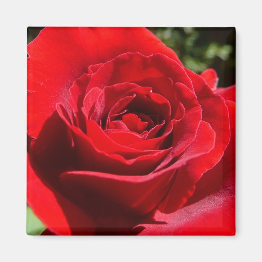 Helle Rote Rose Blume Schöne Blumenpracht Magnet (Vorne)