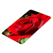 Helle Rote Rose Blume Schöne Blumenpracht Magnet (Linke Seite)