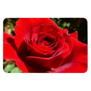 Helle Rote Rose Blume Schöne Blumenpracht Magnet
