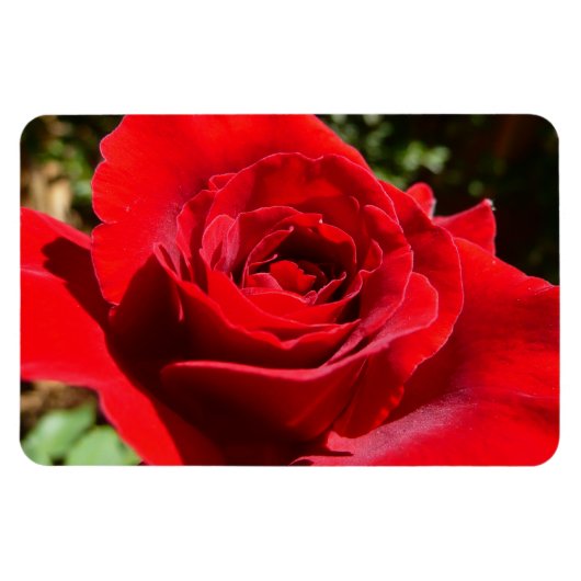 Helle Rote Rose Blume Schöne Blumenpracht Magnet (Horizontal)