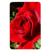 Helle Rote Rose Blume Schöne Blumenpracht Magnet (Vertikal)