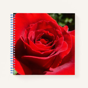 Helle Rote Rose Blume Schöne Blumenpracht Notizblock