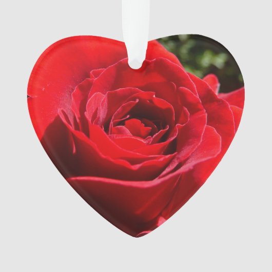 Helle Rote Rose Blume Schöne Blumenpracht Ornament (Vorderseite)