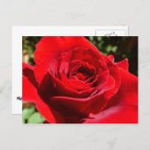 Helle Rote Rose Blume Schöne Blumenpracht Postkarte (Vorne/Hinten)
