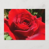 Helle Rote Rose Blume Schöne Blumenpracht Postkarte (Vorderseite)