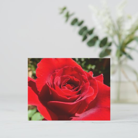 Helle Rote Rose Blume Schöne Blumenpracht Postkarte (Stehend Vorderseite)