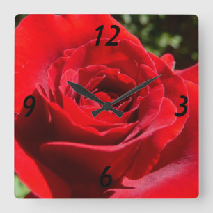 Helle Rote Rose Blume Schöne Blumenpracht Quadratische Wanduhr