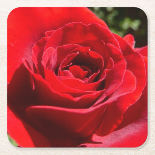 Helle Rote Rose Blume Schöne Blumenpracht Rechteckiger Pappuntersetzer