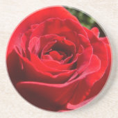 Helle Rote Rose Blume Schöne Blumenpracht Sandstein Untersetzer (Vorne)