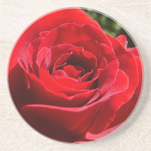 Helle Rote Rose Blume Schöne Blumenpracht Sandstein Untersetzer