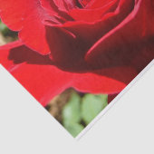 Helle Rote Rose Blume Schöne Blumenpracht Seidenpapier (Ausschnitt)