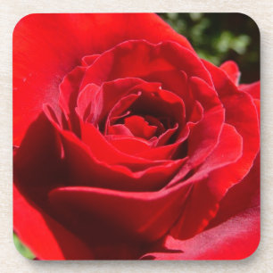 Helle Rote Rose Blume Schöne Blumenpracht Untersetzer