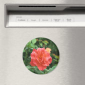 Helle Rote Rose... Magnet (In Situ (Geschirrspüler))