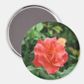 Helle Rote Rose... Magnet (Vorderseite/Rückseite)