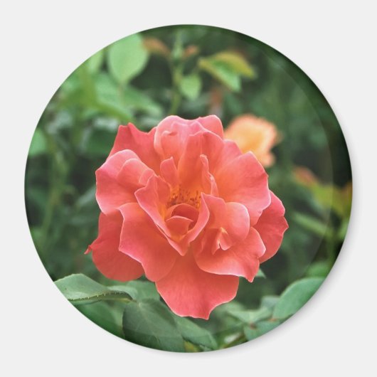 Helle Rote Rose... Magnet (Vorne)