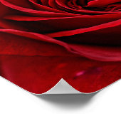 Helle Rote Rose Nah Poster (Ecke)