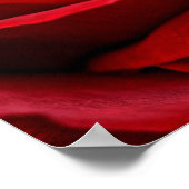 Helle Rote Rose Nah Poster (Ecke)