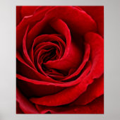 Helle Rote Rose Nah Poster (Vorne)