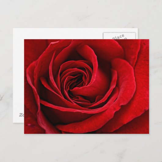 Helle Rote Rose Nah Postkarte (Vorne/Hinten)