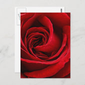 Helle Rote Rose Nah Postkarte (Vorne/Hinten)