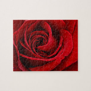 Helle rote Rose Nahaufnahme Puzzle