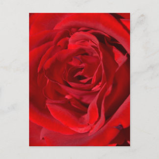 Helle Rote Rose Postkarte