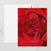 Helle Rote Rose Postkarte (Vorne/Hinten)