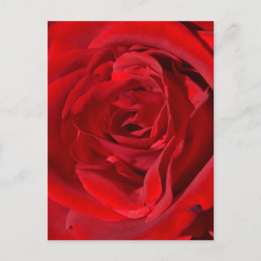 Helle Rote Rose Postkarte (Vorderseite)