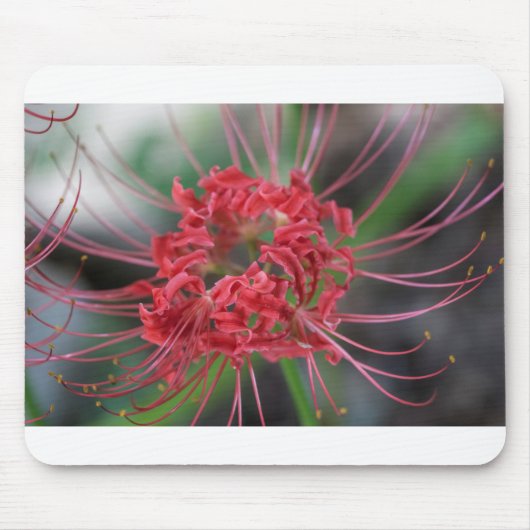 Helle rote Spinnen-Lilie - Lycoris radiata Mousepad (Vorne)